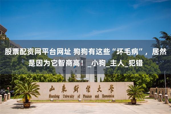 股票配资网平台网址 狗狗有这些“坏毛病”，居然是因为它智商高！_小狗_主人_犯错