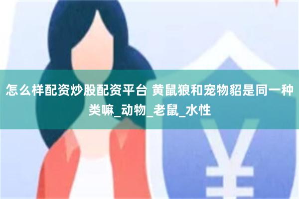 怎么样配资炒股配资平台 黄鼠狼和宠物貂是同一种类嘛_动物_老鼠_水性